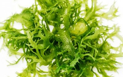 Ekstrak Rumput Laut Untuk Menghambat Korosi