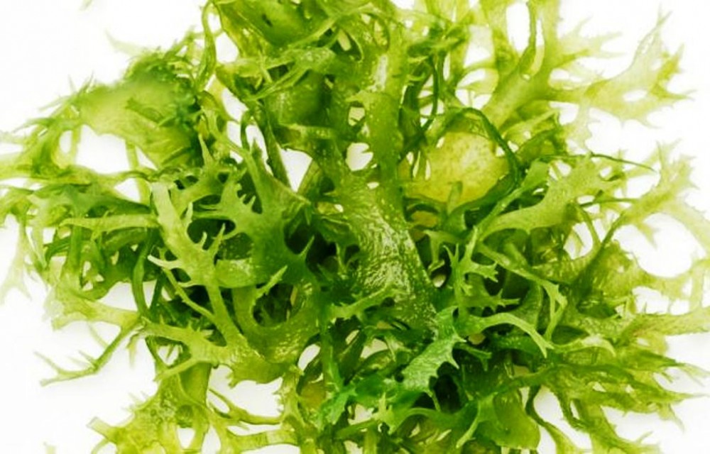 Ekstrak Rumput Laut Untuk Menghambat Korosi