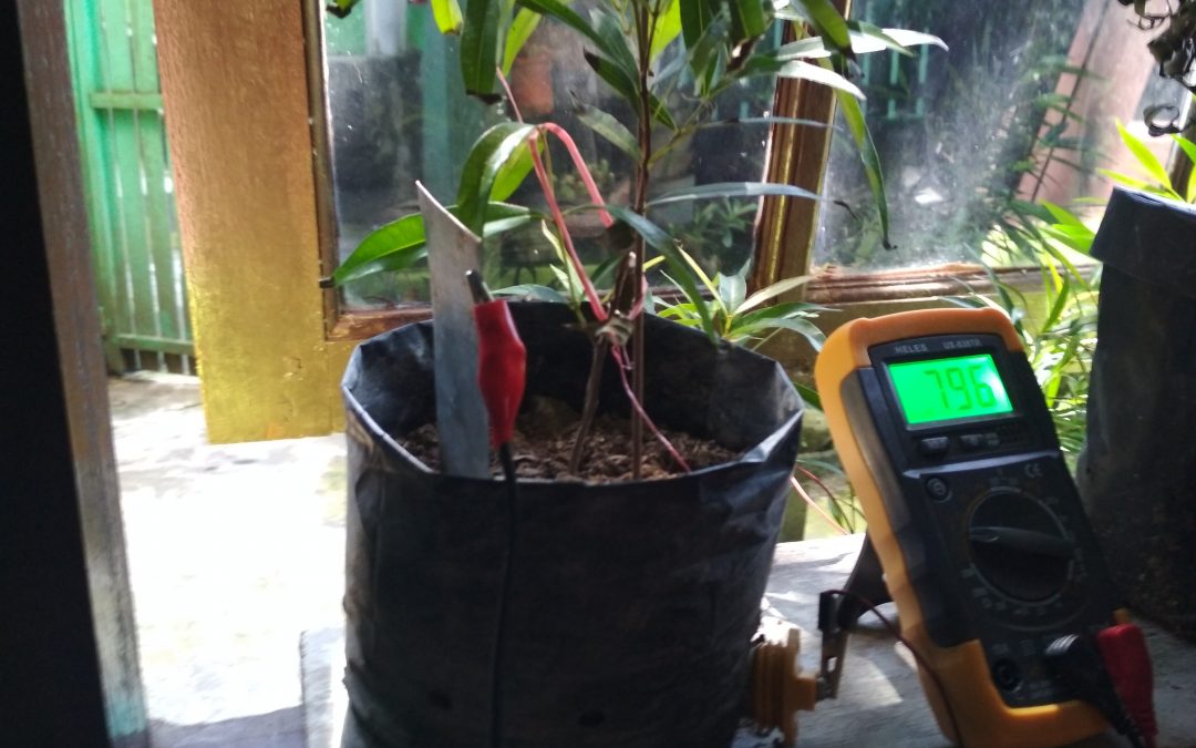 Syzygium Oleina Sebagai Penghasil Listrik Alternatif