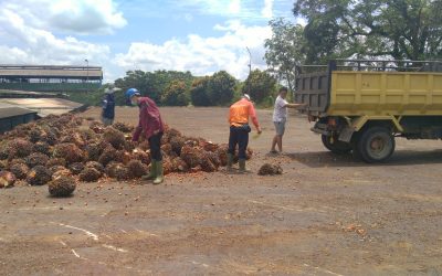 Mahasiswa Teknik Industri ITK Rasakan Magang Industri di PTPN XIII Kalimantan Barat